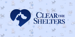  It's Time to Clear the Shelters!