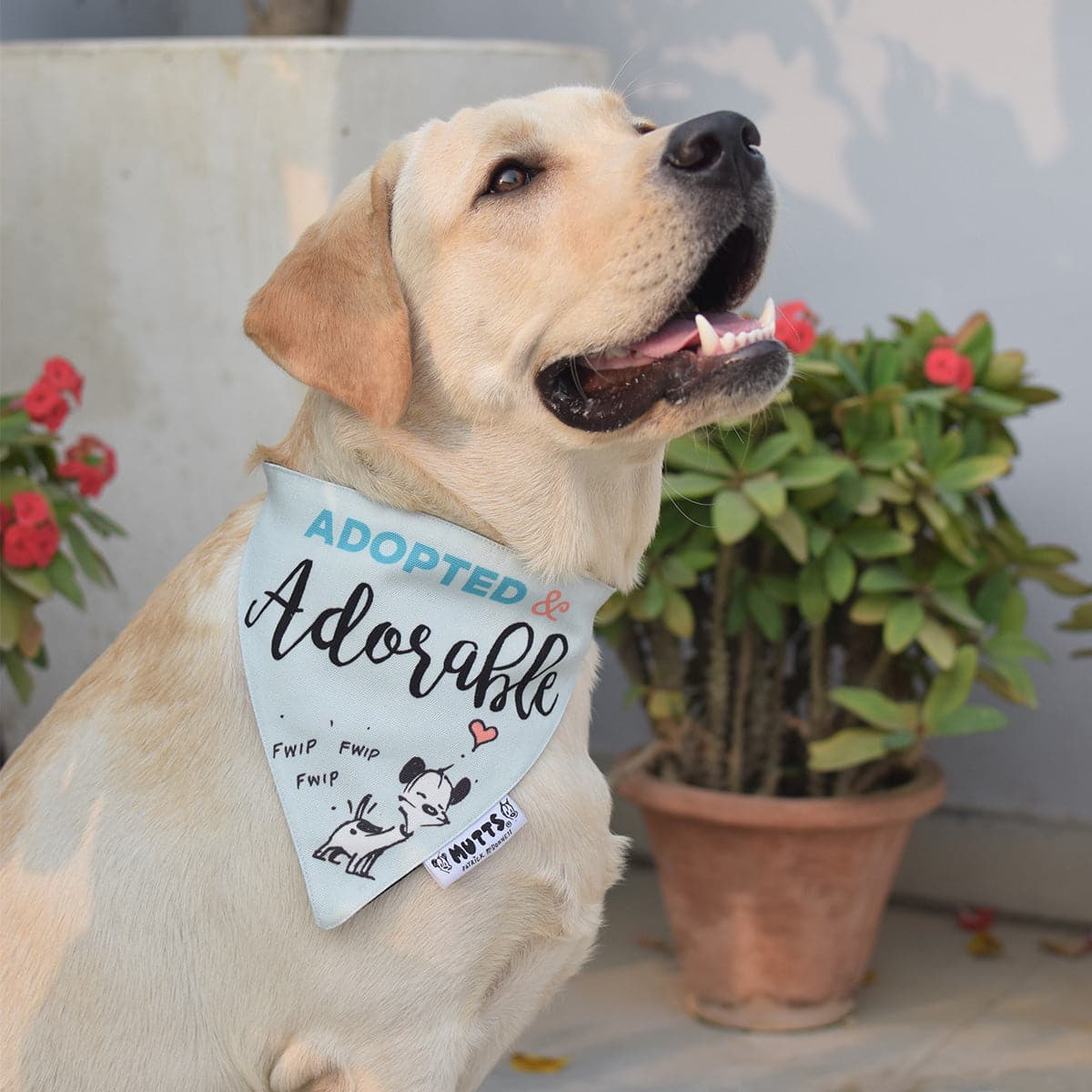 Adopted store dog bandana