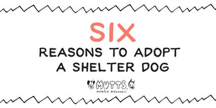  Reasons to Adopt a Shelter Dog