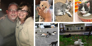  Woman Helps Stray Cats