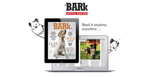  MUTTS Featured in November Issue of 'The Bark' Magazine