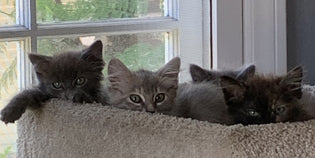  Foster Stories: The Undeniable Joy of Caring for Kittens