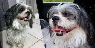  MUTTS Team Member Finds and Fosters Stray Shih Tzu in Central Florida