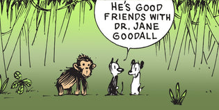  Fast Facts: Dr. Jane Goodall