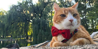  Meet Oliver Taco, the Dapper Orange Rescue Cat Who Created #TacoTongueTuesday