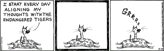 March 15 2025, Daily Comic Strip: In this MUTTS strip, Shtinky sits on his pillow and says, "I start every day aligning my thoughts with the endangered tigers." He meditates then lets out a "Grrrr."
