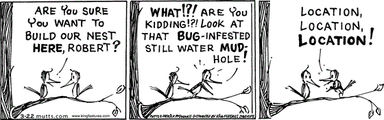 March 22 2025, Daily Comic Strip: In this MUTTS comic, a bird asks, "Are you sure you want to build our nest here, Robert?" Robert replies, "What!?! Are you kidding!?! Look at that bug-infested water mud-hole! Location, location, location!"