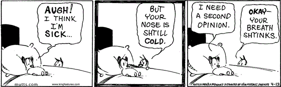 April 13 2024, Daily Comic Strip: In this MUTTS strip, Earl is laying in bed and says, "Augh! I think I'm sick..." Mooch touches his nose and says, "But your nose is shtill cold." Earl replies, "I need a second opinion." and Mooch replies, "Okay — your breath shtinks."