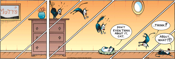 April 20 2025, Sunday Comic Strip: In this MUTTS comic, Mooch leaps off of a dresser toward Earl who says, "Don't even think about it, cat." Mooch falters and says, "...Think? About what!?!"