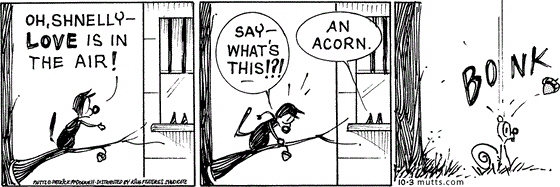 October 3 2025, Daily Comic Strip: In this MUTTS strip, Mooch stands on a tree branch, trying to woo Shnelly through her window, "Oh, Shnelly, love is in the air." He sees and acorn attached to the limb and asks, "Say, what's this?!" Shnelly responds, "An acorn." Mooch drops it from the branch and it bonks Bip on the head.