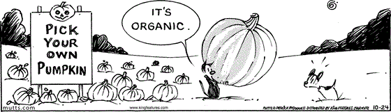 October 24 2025, Daily Comic Strip: In this MUTTS comic, Mooch picks up a huge pumpkin at a "pick your own" pumpkin patch and tells Earl, "It's organic."