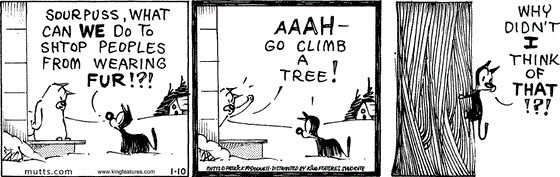 January 10 2024, Daily Comic Strip: In this MUTTS comic, Mooch questions, "Sourpuss, what can we do to shtop peoples from wearing fur!?!" Sourpuss replies, "Aaah — go climb a tree!" Mooch takes his advice and says, "Why didn't I think of that!?!"  