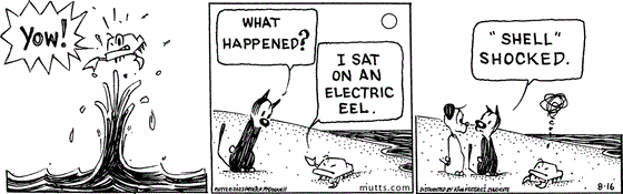 August 16 2023, Daily Comic Strip: In this MUTTS comic, Crabby leaps out of the ocean with a "YOW!" Back on the beach, Mooch asks, "What happened?" Crabby replies, "I sat on an electric eel." Mooch turns to Earl and explains, "'Shell' shocked." much to Crabby's ire.