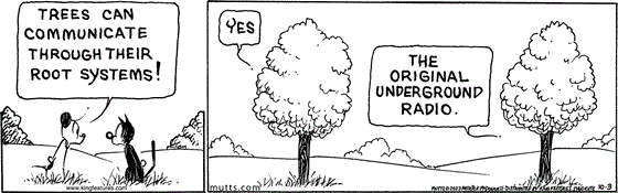 October 3 2023, Daily Comic Strip: In this MUTTS strip, Earl tells Mooch, "Trees can communicate through their root systems!" One tree says, "Yes" and another finishes, "The original underground radio." 