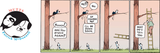 October 8 2023, Sunday Comic Strip: In this colorful MUTTS comic, Earl looks up at Mooch who is resting on a tree branch high above and asks, "Mooch! Are you stuck again?" Mooch replies, "Me!?! No. Of course not. I'll be down soon." Frank appears with a ladder, and as he's carried down, Mooch say to Earl, "What did I tell you." 