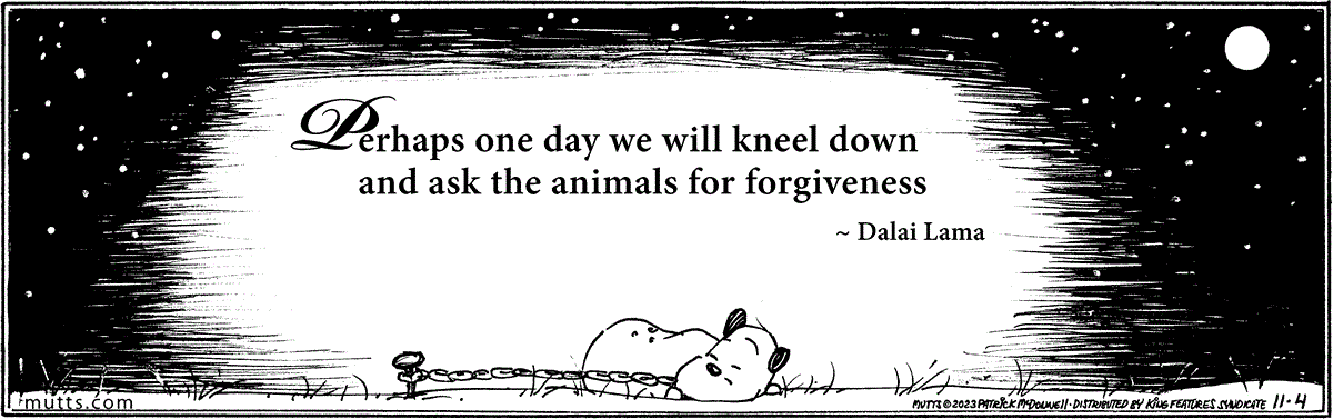 November 4 2023, Daily Comic Strip: In this MUTTS comic, Guard Dog is resting under the night sky, attached to a chain. Above him a quote from the Dalai Lama reads, 